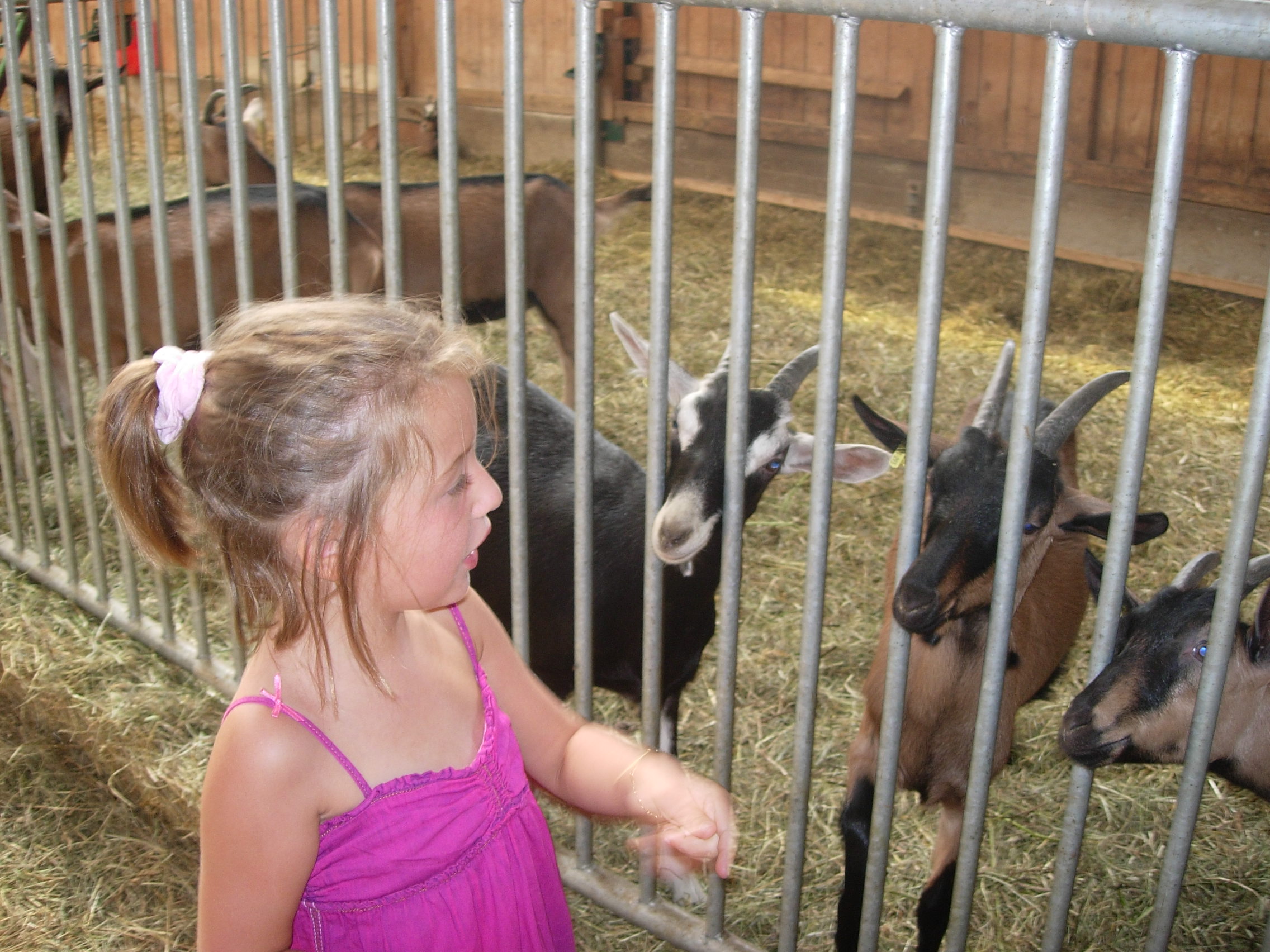 Visite de la chèvrerie la Ferme des Campanules à Valprivas : traite des chèvres , dégustation de fromages, etc.