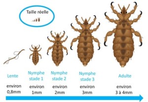 poux phases