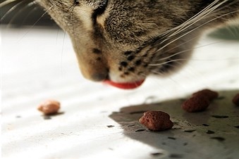 chat mange croquettes