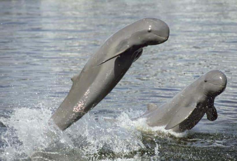 Une croisière sur l’Irrawaddy en Birmanie, sera peut être l'occasion de voir les Grands Dauphins de l'Irrawaddy !