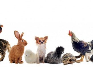 animaux domestiques lapin chien chat poule