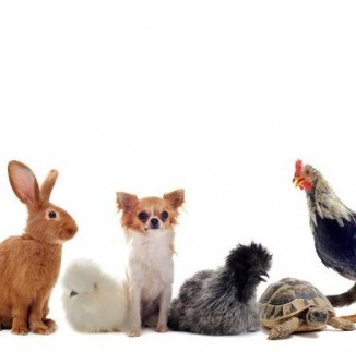 animaux domestiques lapin chien chat poule