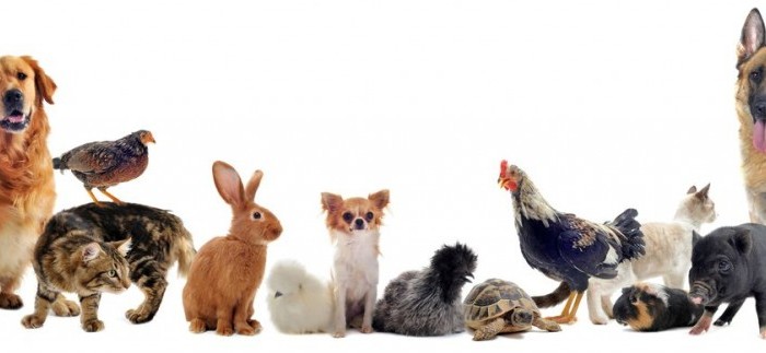 animaux domestiques lapin chien chat poule