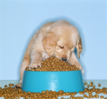dose croquette