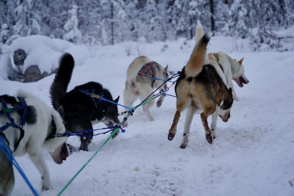 Chien de traîneau La Plagne